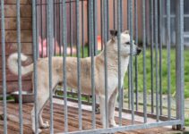 Find Board Dogs Near Me: Your Guide to Local Pet Care