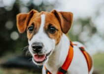Ultimate Guide to Dog Daycare: Tips for a Happy Pup Ultimate Guide to Dog Daycare: Tips for a Happy Pup
