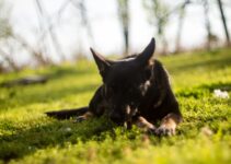 Guardian of the Anatolian Shepherd: A Loyal Protector