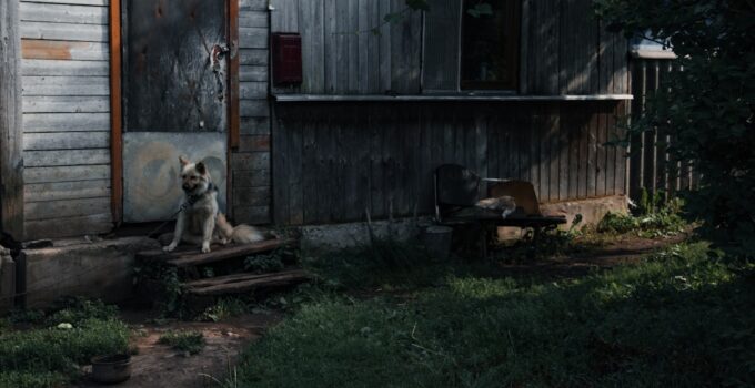 Photo Guarding dog