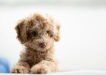 Socializing Tips for Livestock Guardian Puppies