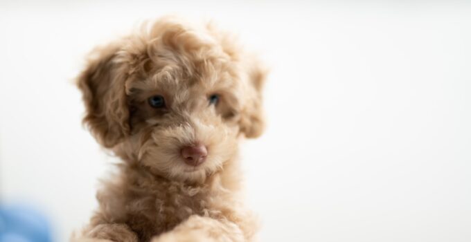 Photo Puppy socialization
