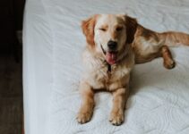Expert Dog Pet Sitting Services: Your Pup’s Home Away from Home