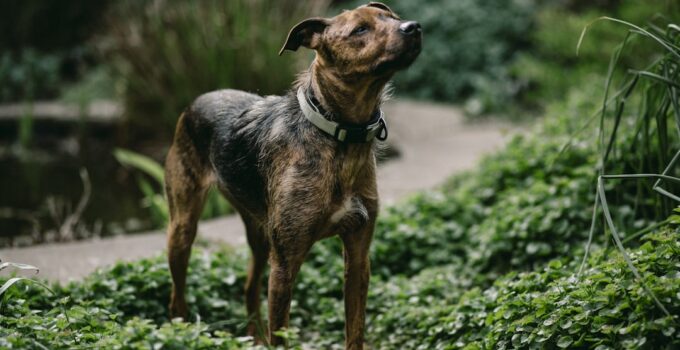 Photo Sleek hound