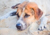Find Veterinary Hospitals Near Me
