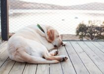 Discover the calm temperament of rare bulldogs Discover the calm temperament of rare bulldogs
