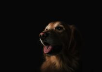 Identifying Unique Dog Coat Colors: Merle, Brindle, and Roan Identifying Unique Dog Coat Colors: Merle, Brindle, and Roan