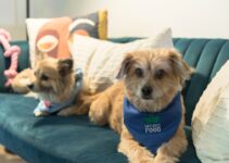 Fun and Learning at Doggie Day Camp PetSmart Fun and Learning at Doggie Day Camp PetSmart