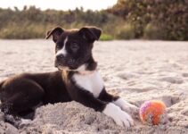Improving Dog Dental Health: Tips for a Brighter Smile Improving Dog Dental Health: Tips for a Brighter Smile