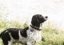 The American Foxhound: A Classic American Breed