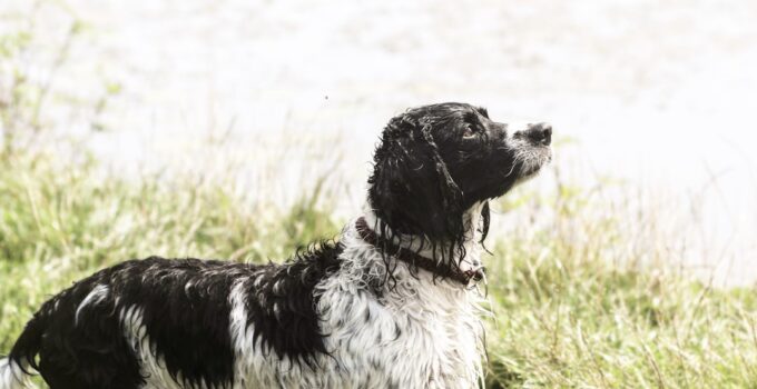 Photo Hunting dog