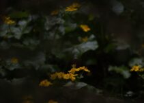 Tracking the Scent: Breeding Pack Hunts