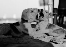 Socializing Feral-Bred Pups for Success