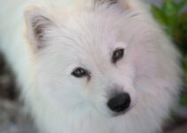 The Joy of Puppies and Kittens: A Heartwarming Tale
