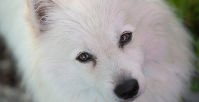 Photo Adorable animals