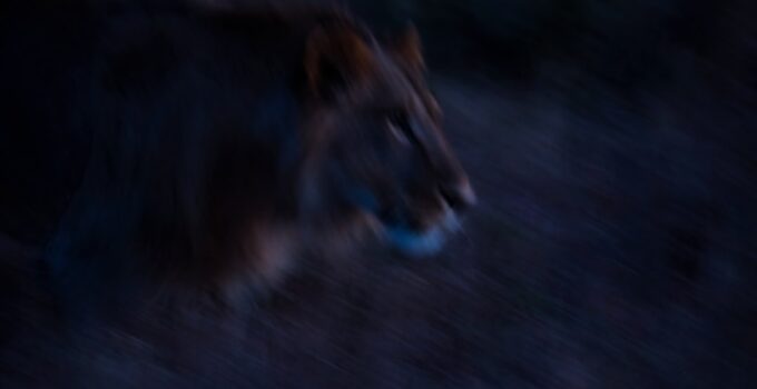 Photo Cooperative hunting