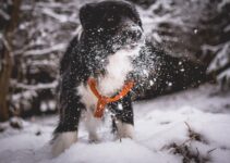 Mastering Puppy Socialization: Key Lessons for a Well-Adjusted Pet