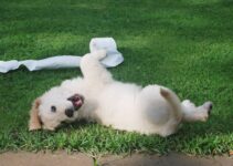 Triumphant Three-Legged Dog Overcomes Adversity Triumphant Three-Legged Dog Overcomes Adversity
