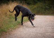Discovering Gentle Giants: Perfect for Family and Field Discovering Gentle Giants: Perfect for Family and Field