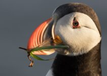 The Puffin-Hunting Breed of Norway