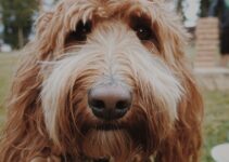Rover Dog Sitting: Your Pet’s Perfect Care Solution Rover Dog Sitting: Your Pet’s Perfect Care Solution