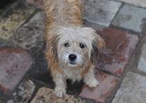 The Versatile Spanish Water Dog: A Unique Breed