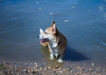 Meet the Banter Welsh Corgi: A Playful and Loyal Companion Meet the Banter Welsh Corgi: A Playful and Loyal Companion