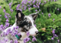The Versatile Role of Herding Dogs: Companionship and Work
