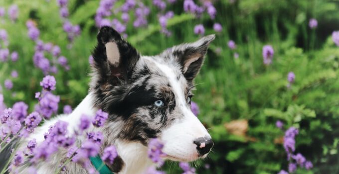 Photo Border Collie