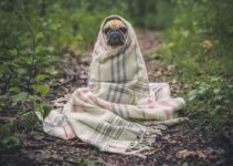 Convenient Dog Nail Cutting Near Me Convenient Dog Nail Cutting Near Me