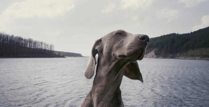 Photo Xoloitzcuintli dog