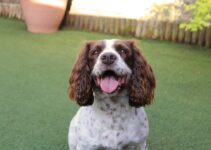 Unleash the Fun: Lucky Dog Daycare Offers Tail-Wagging Adventures