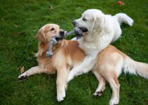 Fun and Safe: Lucky Dog Daycare Offers the Best Care for Your Pup Fun and Safe: Lucky Dog Daycare Offers the Best Care for Your Pup