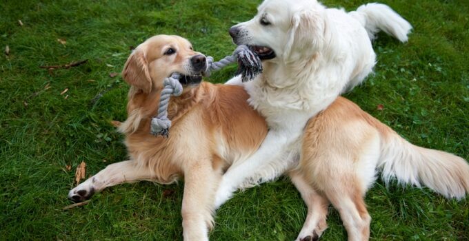 Photo Happy dogs