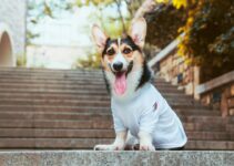 Herding Corgi: The Perfect Size for Agility 
Option 1: Small and Mighty 
Option 2: Compact and Agile