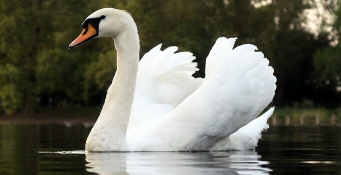 Photo Elegant posture