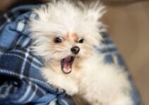 Top Tips for Taking Care of Your Dog Top Tips for Taking Care of Your Dog