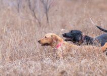 The Bravery and Loyalty of Hunters