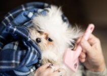 Secrets to a Shiny, Low-Shedding Coat