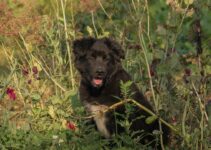 Grand Basset Griffon Vendeen: A Charming and Loyal Companion Grand Basset Griffon Vendeen: A Charming and Loyal Companion