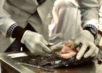 Top Tips from Dog Veterinarians for Keeping Your Pup Healthy Top Tips from Dog Veterinarians for Keeping Your Pup Healthy