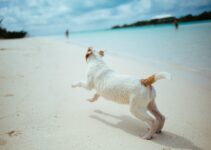 PBGV: Petite Size, Big Personality
