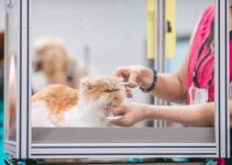 Top Tips for English Bulldog Care