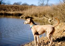 Training Small Game Tracking Obedience Training Small Game Tracking Obedience