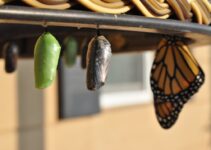 “How to Develop a Growth Mindset for Lasting Success”