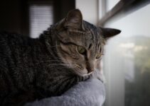 “How to Create a Safe and Enriching Environment for Indoor Cats” “How to Create a Safe and Enriching Environment for Indoor Cats”
