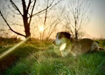 The Petite Scent Hound of France: A Fragrant Companion