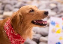 “The Importance of Regular Vet Visits for Your Pet’s Health”