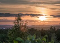 “Birch Juice: The Latest Health Drink Craze Explained” “Birch Juice: The Latest Health Drink Craze Explained”