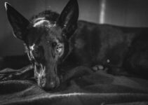 Valhunds: Loyal and Hardworking Companions